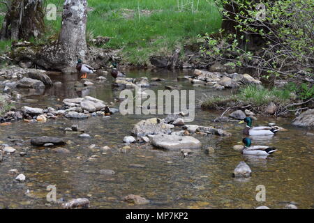 Highland mucca con vitello,Loch Tay Scozia,seagull mangiare una salsiccia di link nel mio giardino sul retro,falkirk in Scozia. Foto Stock