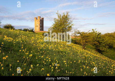 Cowslips in primavera con la torre di Broadway in inizio di mattina di sole, Broadway, Cotswolds, Worcestershire, England, Regno Unito, Europa Foto Stock