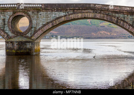 Un Airone cinerino (Ardea cinerea) pazientemente la pesca in Loch Fyne sotto un arco del ponte a Inveraray, Argyll & Bute, Scotland, Regno Unito Foto Stock