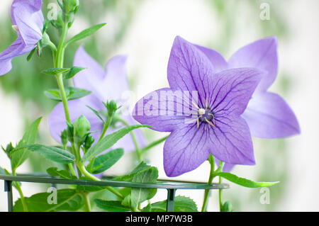 Fiori a palloncino (Platycodon grandiflorus). Questo fiore è nativo di nord-est Asia Cina compresa, Siberia Orientale, Corea e Giappone. La radice è utilizzato per Foto Stock