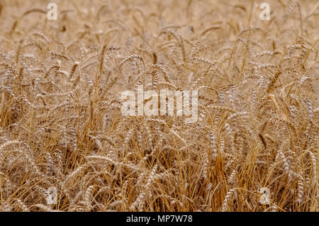 Mature, Golden gli steli di grano in un campo prima del raccolto Foto Stock