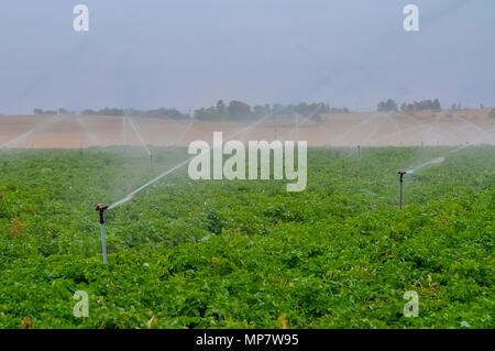 Irrigazione di campi agricoli con sprinkler. Fotografato in Israele Foto Stock