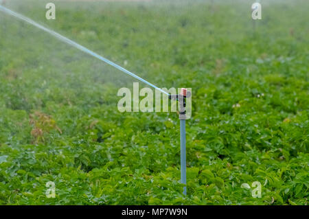 Irrigazione di campi agricoli con sprinkler. Fotografato in Israele Foto Stock