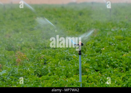 Irrigazione di campi agricoli con sprinkler. Fotografato in Israele Foto Stock