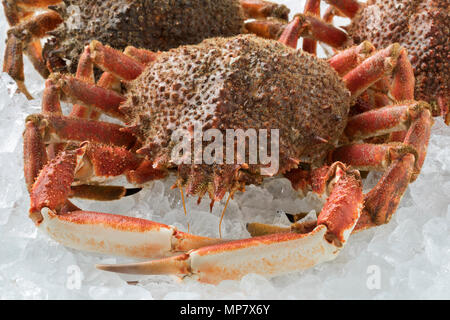 Crudo fresco granseole mantenuto su ghiaccio close up Foto Stock