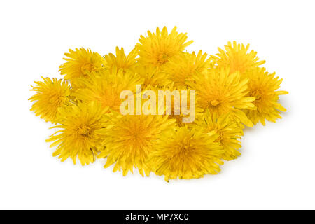 Cumulo di giallo fresco tarassaco fiori isolati su sfondo bianco Foto Stock
