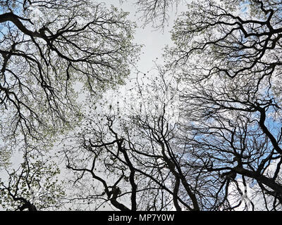 Alta Vista silhouette di alberi Foto Stock