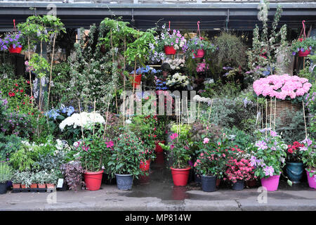 Parigi Il Mercato dei Fiori fiori in un gruppo di giardino vasi per piante raggruppate in luogo Lepine in Île de la Cité Parigi, Francia Europa UE KATHY DEWITT Foto Stock