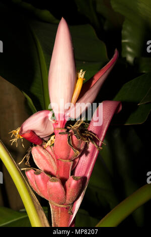 Rosa banana (Musa velutina) Foto Stock