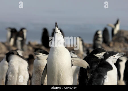 Wild pinguini Chinstrap, Antartide Foto Stock