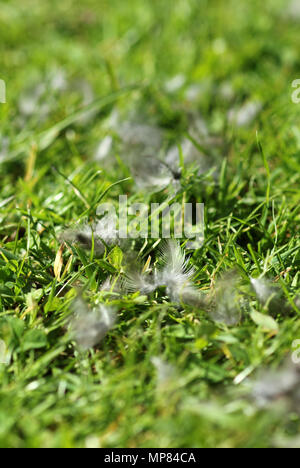 Starling piume sul prato seguenti sparviero kill Foto Stock