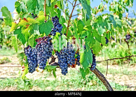 Le uve di Sangiovese in vigna Foto Stock