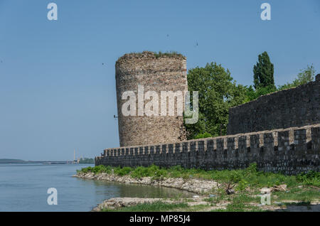 Parete e torre della fortezza di Smederevo è un medievale città fortificata in Smederevo, Serbia, che fu capitale temporanea della Serbia nel Medioevo. Foto Stock