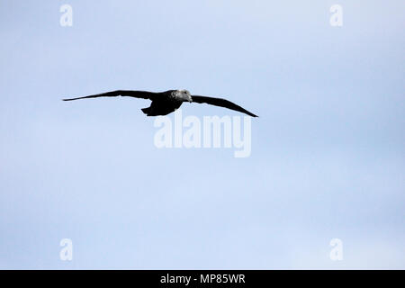 Il gigante del sud petrel volare nei cieli di Antartide Foto Stock