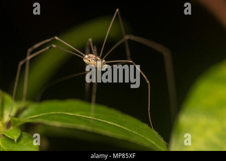 Un daddy longlegs noto anche come harvestman è un tipo di aracnide strettamente correlati ai ragni. Foto Stock