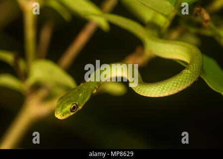 Una ruvida green snake (Opheodrys aestivus) nascosti tra i cespugli in un nord Carolinean foresta. Foto Stock