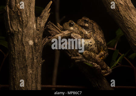 Il Cope Treefrogs grigio dal North Carolina in amplexus, il più piccolo contiene maschio su femmina fino a che ella depone le uova ed egli li fertilizza. Foto Stock