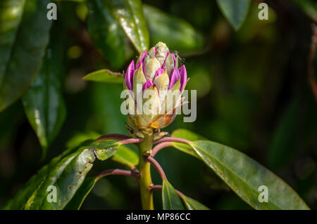 Vivacemente colorato nel sole rosa e viola rhododendron bud contro un naturale sfondo verde, utilizzando una profondità di campo ridotta. Foto Stock