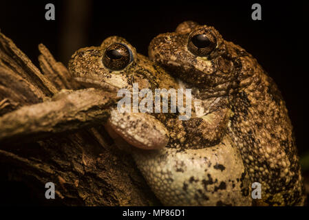 Il Cope Treefrogs grigio dal North Carolina in amplexus, il più piccolo contiene maschio su femmina fino a che ella depone le uova ed egli li fertilizza. Foto Stock