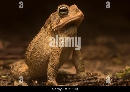 Quando cala la notte in North Carolina, i rospi meridionale (Anaxyrus terrestris) emergono e cercare compagni. La chiamata di maschi per attirare le femmine. Foto Stock