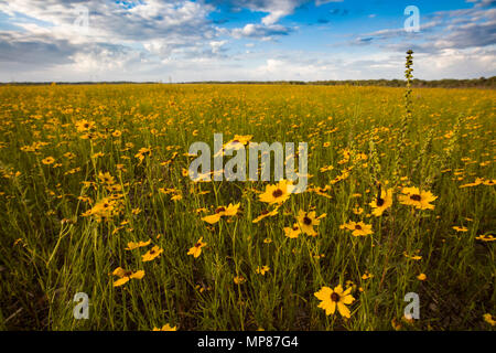 Coreopsis o campo Tickseed in Myakka River State Park in Sarasota Florida Foto Stock