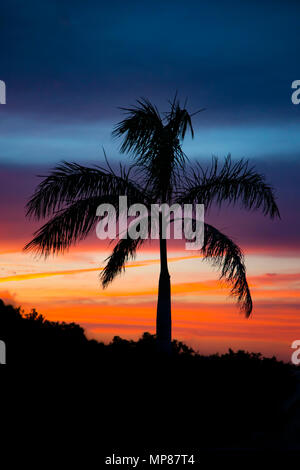 Palm tree contro un colorato Cielo di tramonto in Southwest Florida Foto Stock