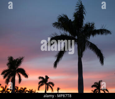 Palm tree contro un colorato Cielo di tramonto in Southwest Florida Foto Stock
