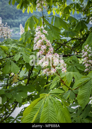 Fiori di un ippocastano Foto Stock