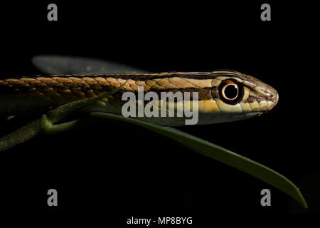 Leith sabbia del serpente isolato in nero Foto Stock