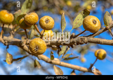 Pero selvatico (Pyrus pyraster) frutta sul ramo sul giorno di sole sulla campagna grecia Foto Stock