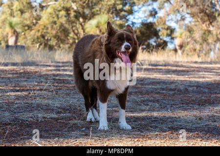 Cioccolato bianco e Border Collie nel paddock di fattoria Foto Stock