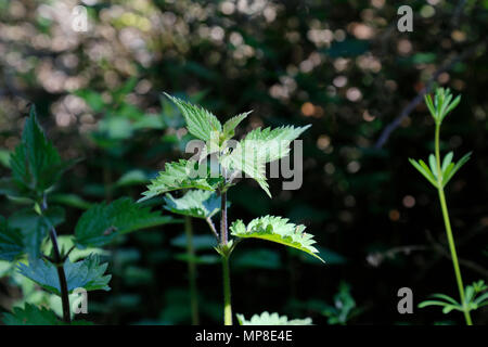 Close up di ortiche urticante Foto Stock