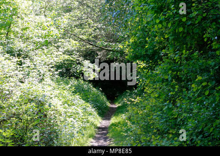 Percorso attraverso gli alberi in presenza di luce solare Foto Stock