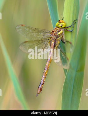 Green-eyed hawker (Aeshna isoceles) di appoggio nella vegetazione reed Foto Stock