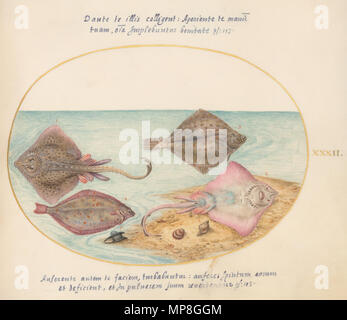 Disegno; acquarello e tempera, con bordo ovale in oro, su pergamena; le dimensioni di pagina (approssimativo): 14,3 x 18,4 cm (5 5/8 x 7 1/4 in.); . Inglese: Joris Hoefnagel, Animalia Aqvatilia et Cochiliata (Aqva)- piastra XXXII, acquarello e tempera, con bordo ovale in oro, su pergamena, le dimensioni di pagina (approssimativo): 14,3 x 18,4 cm, National Gallery of Art di Washington dalla serie denominata Animalia rationalia et insecta (ignis); Animalia quadrupedia et reptilia (terra) ; Animalia aquatilia et conchiliata (aqua); e Animalia volatilia et amphibia (aier) (indicato anche come i quattro elementi) . circa 1575/1580 Foto Stock