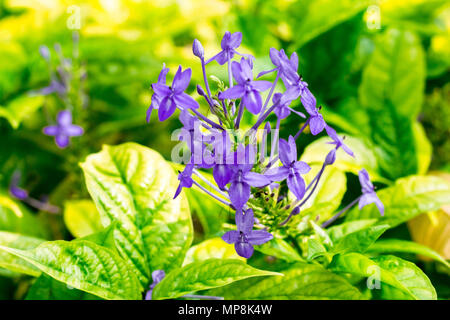 Viola spike fiore a creative texture e pattern per la progettazione e la decorazione isolare su sfondo.soft focus. Foto Stock