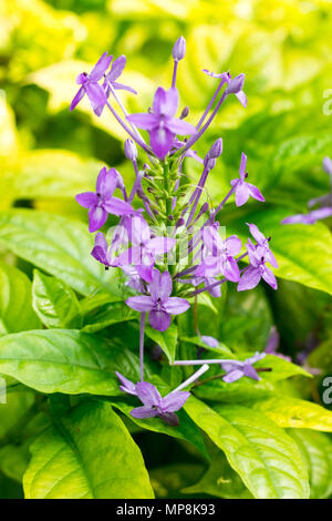 Viola spike fiore a creative texture e pattern per la progettazione e la decorazione isolare su sfondo.soft focus. Foto Stock