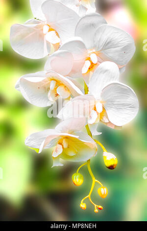 Orchid a creative per la progettazione e la decorazione isolare su sfondo.spazio copia.tracciato di ritaglio Foto Stock