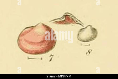 . Inglese: illustrato indice dei gusci britannico. Piastra VI. 7, 8 Kellia rubra Lasaea adansoni . 1859. George Brettingham Sowerby II (1812-1884) Descrizione naturalista e illustratore Data di nascita e morte 25 Marzo 1812 26 Luglio 1884 Luogo di nascita e morte Lambeth Wood Green competente controllo : Q1223045 VIAF: 73969050 ISNI: 0000 0000 8182 9905 LCCN: N88669749 NLA: 35246704 GND: 117648485 WorldCat 762 Kellia rubra (Sowerby) Foto Stock