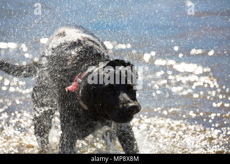 Un labrador nero scuotendo stesso asciutto dopo di andare a nuotare in uno dei numerosi laghi nel distretto del lago, Inghilterra. Foto Stock