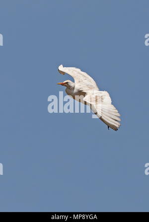 Airone guardabuoi (Bubulcus ibis ibis) adulto in volo, arrivando in terra isola di Santiago, Capo Verde Aprile Foto Stock