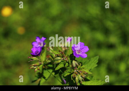 Viola di fiori selvaggi Geranium sylvaticum, gru di legno è bill, bosco geranio in close-up con bellissimo bokeh e spazio di copia Foto Stock