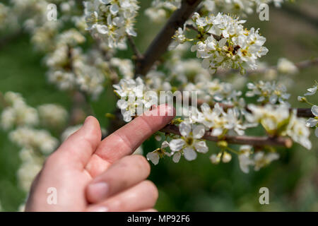 Una coccinella su un dito contro lo sfondo della fioritura di ciliegio. Foto Stock