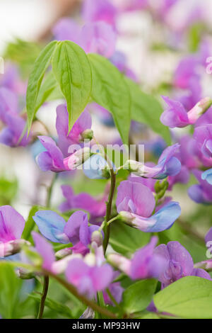 Lathyrus vernus. Molla di fiori di pisello. La molla veccia / molla vetchling fiori Foto Stock