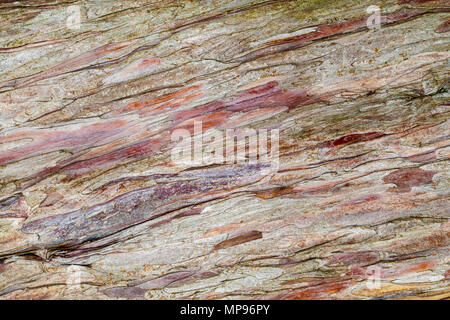 Dettaglio di close-up di corteccia e struttura della grana di un albero caduto il ramo. Foto Stock