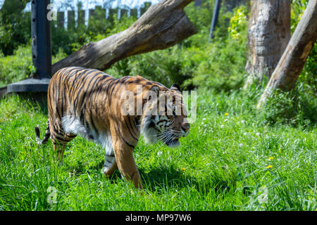 Un aggirava tigre di Sumatra (panthera tigris sumatrae). È una delle più piccole tigri e è criticamente minacciata di estinzione. Foto Stock