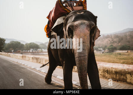 I piloti di elefante a Jaipur, India Foto Stock