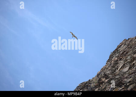 L'uccello vola nel cielo blu sopra le rocce Foto Stock