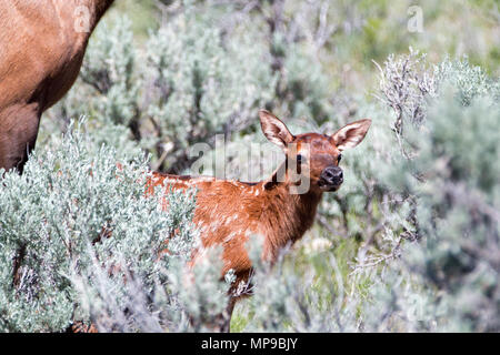 Baby fawn elk con madre mucca nel Parco Nazionale di Yellowstone in Wyoming negli Stati Uniti Foto Stock