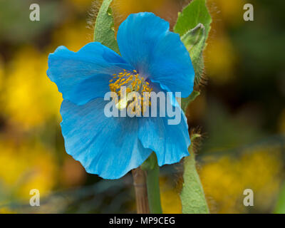 Himalayana di papavero blu Meconopsis betonicifolia Foto Stock